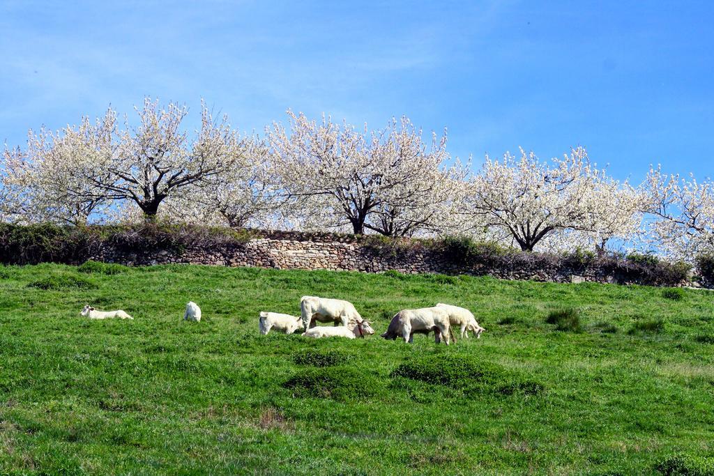 Finca El Carpintero Jerte Zewnętrze zdjęcie